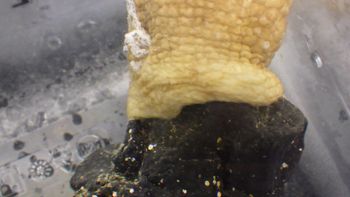 Media type: image;   Invertebrate Zoology 153104 Description: live specimen;